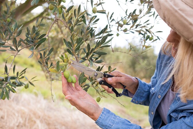 Cretan Wines & Olive oil tour - The treasures of Crete - Who will enjoy this tour most
