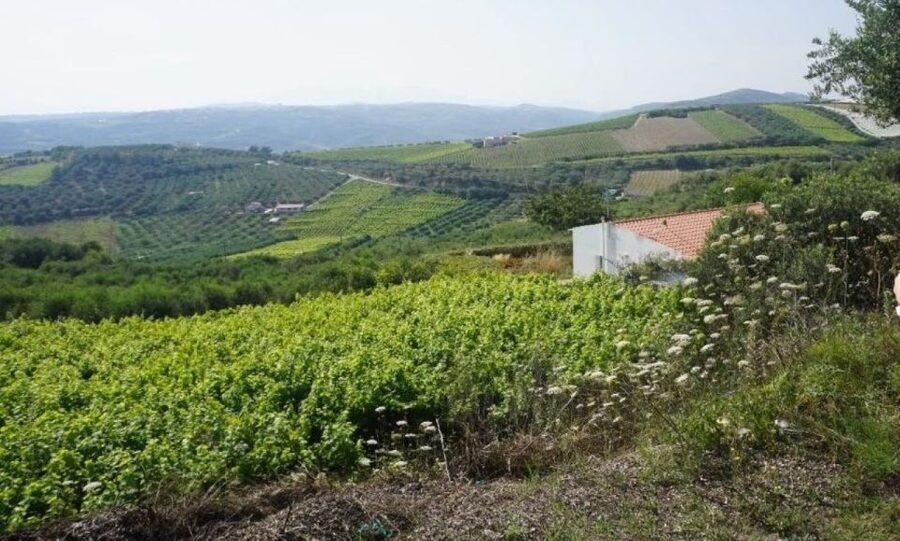 Crete: Full-Day Cretan Wines, Olive Oil, Raki and Food Tour - Raki, an old wine press, and a very generous welcome