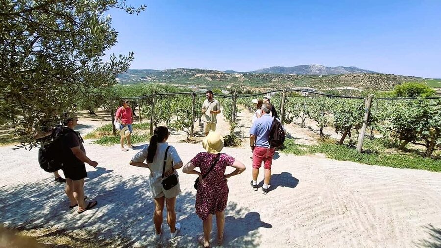 Crete: Knossos Palace, Winery & Olive Oil Tour with Lunch - Why this six-hour Crete tour works