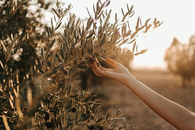 Crete: Local Wine Tasting & Visit to the Ancient Olive Tree - Five things to know before booking