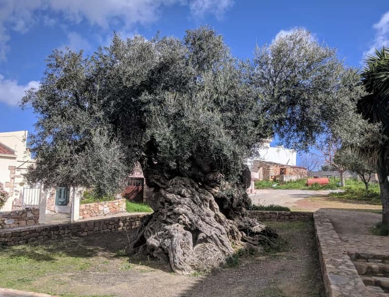 Crete: Local Wine Tasting & Visit to the Ancient Olive Tree - Practical tips before you go