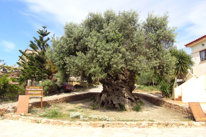 Crete: Local Wine Tasting & Visit to the Ancient Olive Tree - The Olive Tree of Vouves: a living link to ancient Crete