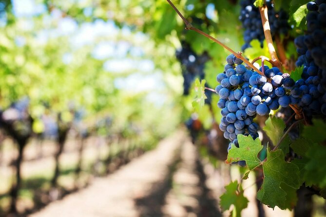 Crete: Local Wine Tasting & Visit to the Ancient Olive Tree - Inside the small Olive Tree Museum