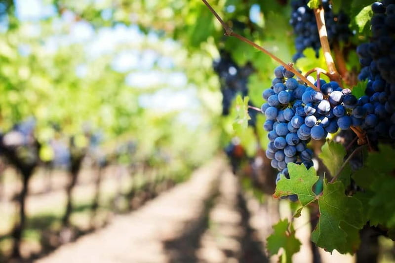 Crete: Local Wine Tasting & Visit to the Ancient Olive Tree - Who will enjoy this experience most?