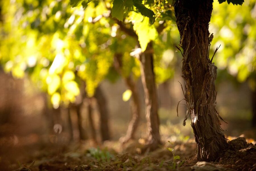 Crete: Olive, Wine, & Raki on a Flavorful Culinary Journey - Key points to know before booking