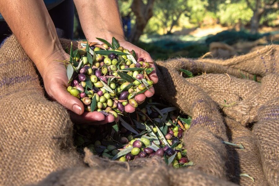 Crete: Olive, Wine, & Raki on a Flavorful Culinary Journey - Practical advice for a smoother day