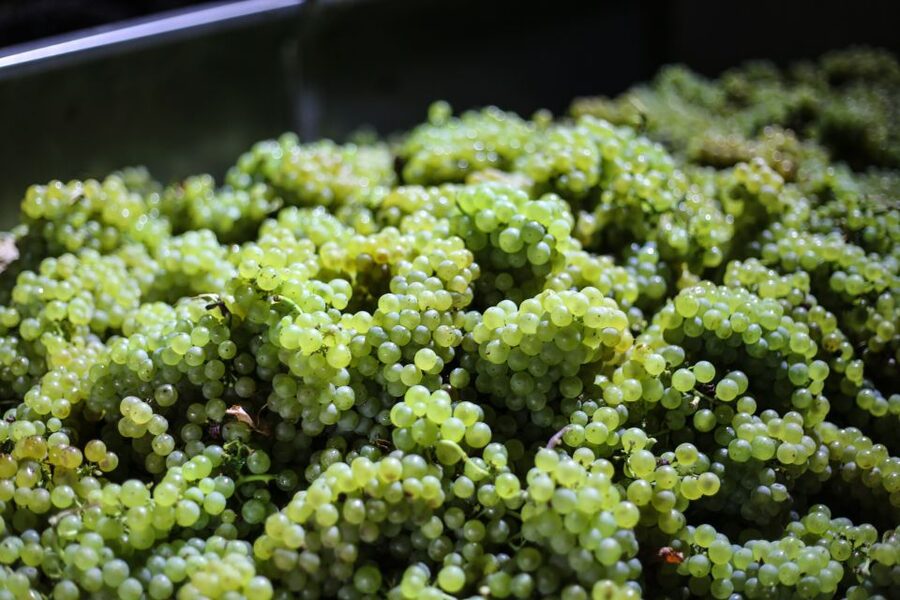 Crete: Olive, Wine, & Raki on a Flavorful Culinary Journey - Skalani: starting among olive trees