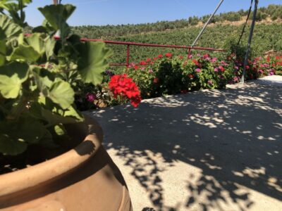 Crete Private Tour: The Secrets of Wine, Olives & Honey