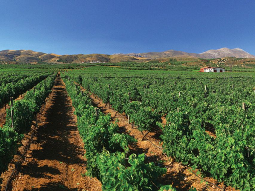 Crete Private Tour: The Secrets of Wine, Olives & Honey - What the $604 price really buys