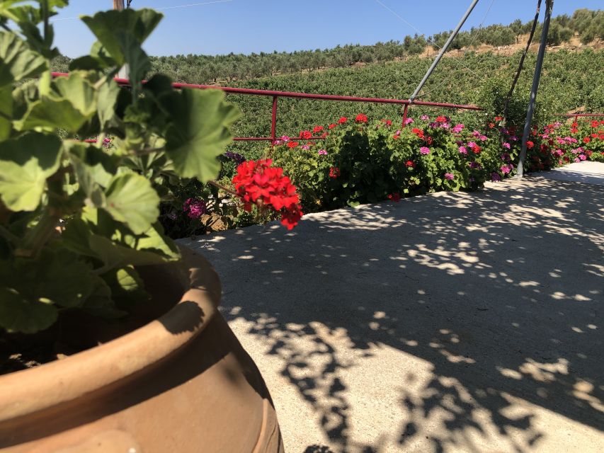 Crete Private Tour: The Secrets of Wine, Olives & Honey - From Rethimno to Klados Winery