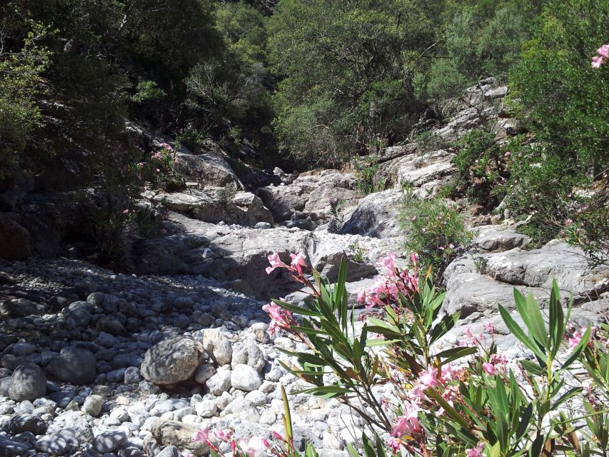 Crete: Richtis Waterfall Full-Day Tour with Olive Tasting - Olive oil, raki, and an ancient tree