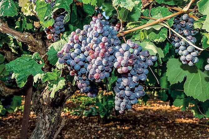 Crete Wine & Olive Oil Tour - Booking, Weather, and Cancellation Details