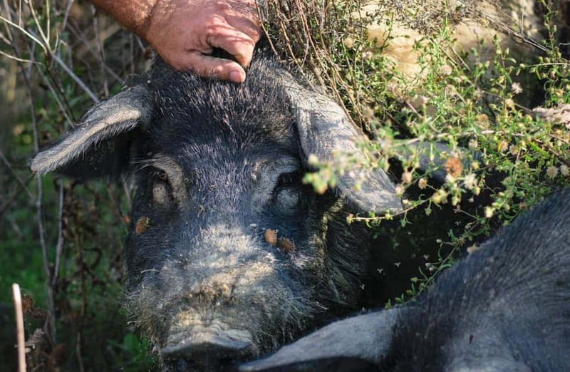 Cured Meat & Olive Oil Tasting & Visit near Pisa & Livorno - Key Points Before You Go