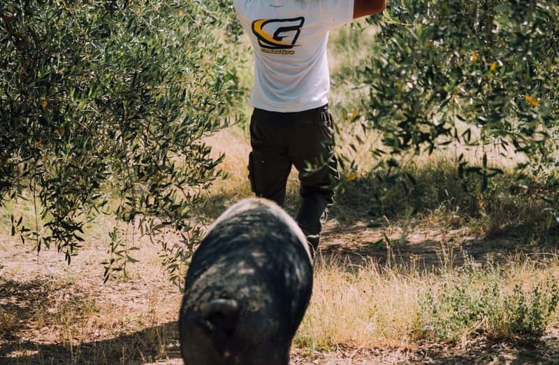 Cured Meat & Olive Oil Tasting & Visit near Pisa & Livorno - Cinta Senese Salumi and the Farm-to-Table Link