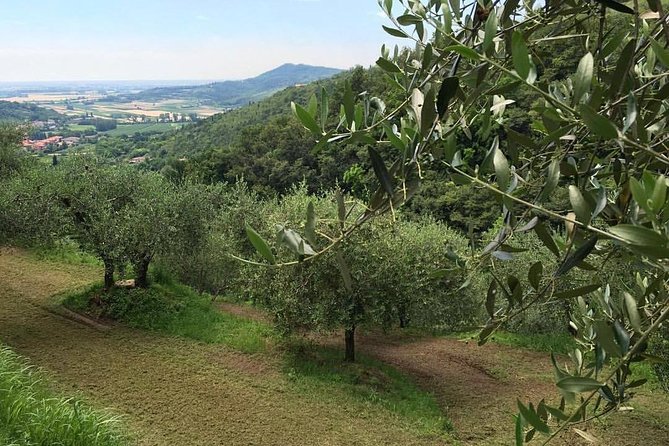 DA Abano and Montegrotto: Oil and Wine Tour of the Euganean Hills - Who should book this Euganean Hills tour