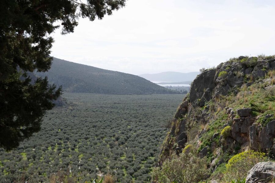 Delphi: Easy Hike on Ancient Path through the Olive Groves - Why this walk adds something to a Delphi visit
