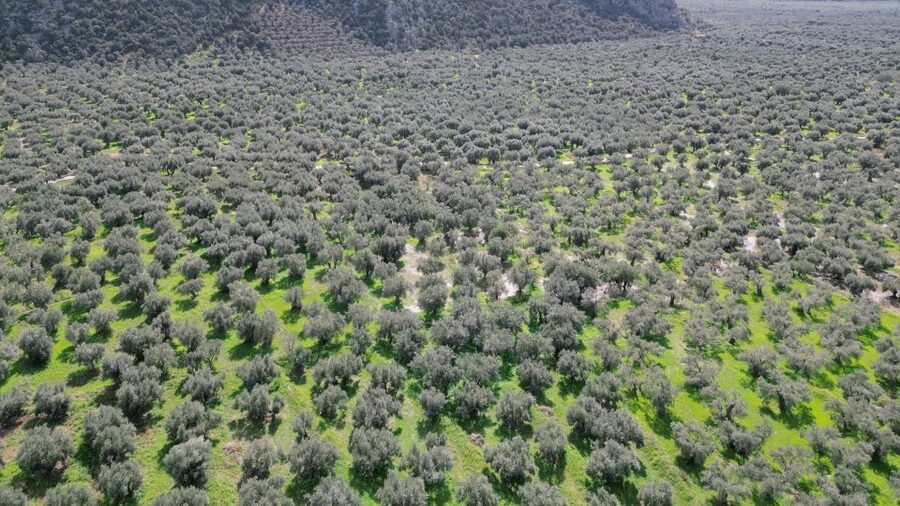 Delphi: Easy Hike on Ancient Path through the Olive Groves - How hard is the easy route?