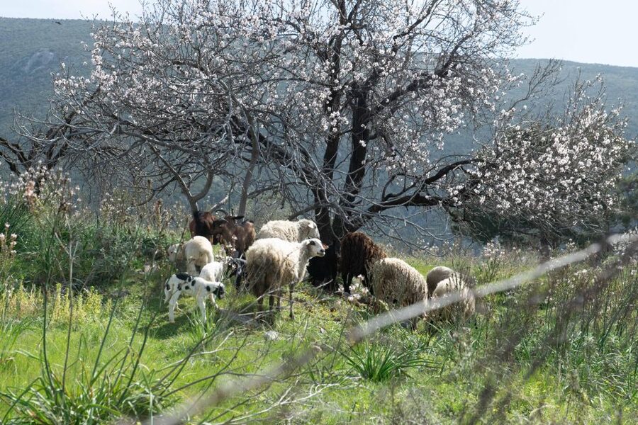 Delphi: Easy Hike on Ancient Path through the Olive Groves - Is $35 a good value?