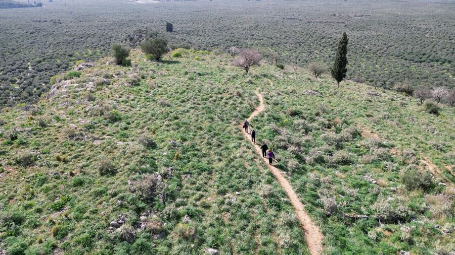 Delphi: Easy Hike on Ancient Path through the Olive Groves - Who will enjoy this Delphi walk most?