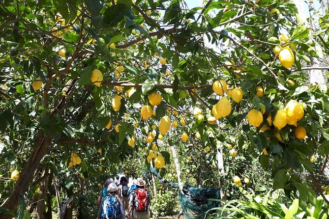 DISCOVER SORRENTO, food &Walking tour . Lemons-cheese&olive oil - The cheese stop is the evening’s main food break