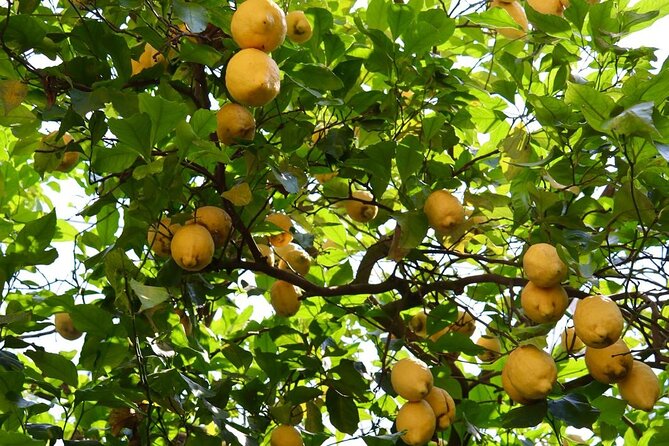 Discover Sorrento through lemons and olive trees - Getting From Piazza Tasso to the Family Farm