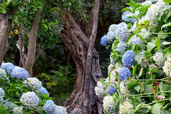 Discover Sorrento through lemons and olive trees - Tasting Limoncello, Marmalades, and Olive Oil
