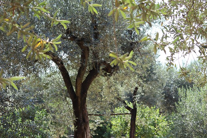Discover Sorrento through lemons and olive trees - How Much Value Do You Get for $60.08?