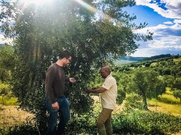 Discovering extra virgin olive oil - The experience at a glance