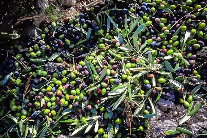 Discovering extra virgin olive oil - Who should book this experience?