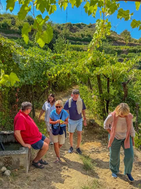 Douro Valley: Olive Oil & Wine Tour with Boat & Lunch - Key things to know before booking