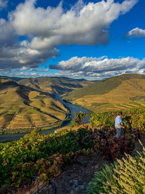 Douro Valley: Olive Oil & Wine Tour with Boat & Lunch - Olive oil, organic production, and local traditions