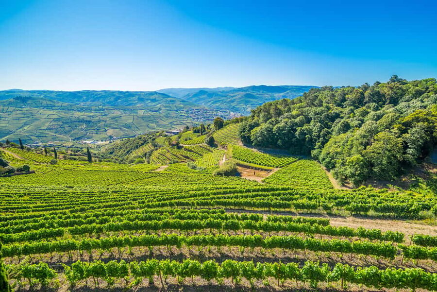 Douro Valley: Private Lunch with Wine & Olive Oil Tasting - Should you book Quinta de Santa Júlia?