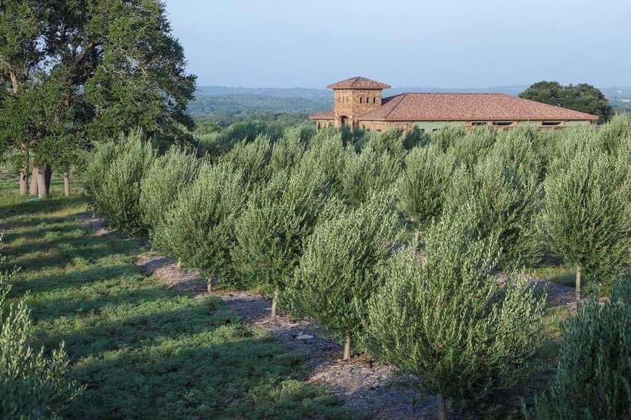 Dripping Springs: Olive Oil and Balsamic Vinegar Tasting - Key points at a glance