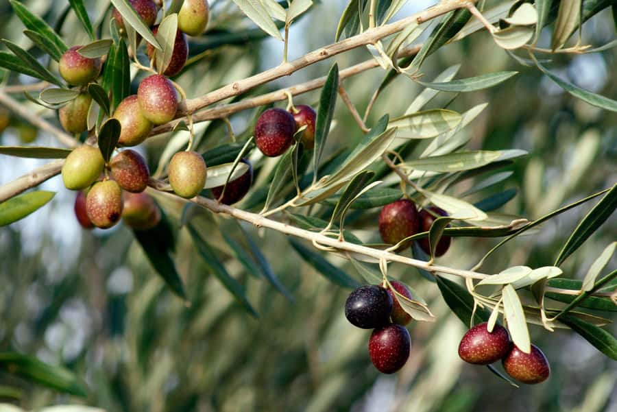 Dripping Springs: Olive Oil and Balsamic Vinegar Tasting - Arriving at Texas Hill Country Olive Co.