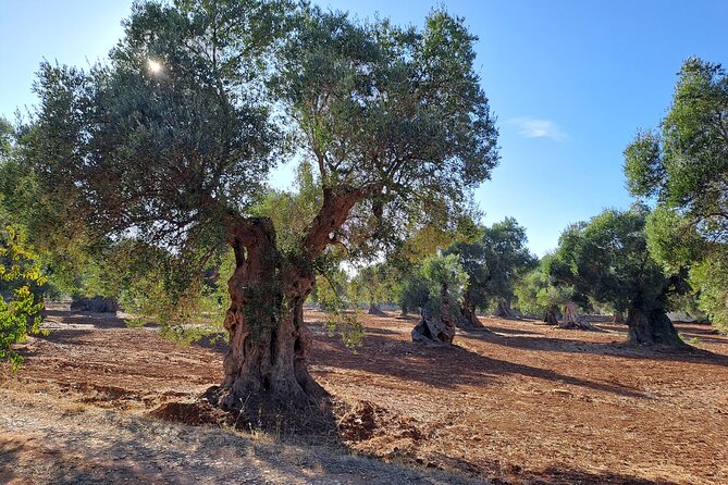 E-bike tour in Ostuni. Oil mill, Dolmen and huge olive trees - Why the guide can make or break this tour