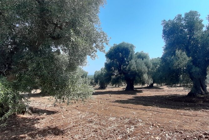 E-bike tour in Ostuni, the olive trees and the rock village - Cathedral details, arches, and the column of Sant’Oronzo