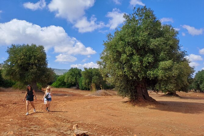 e-bike tour in the plain of the secular olive trees of Ostuni - Pedaling across the plain of olive trees