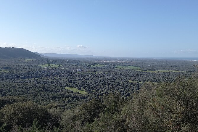 e-bike tour in the plain of the secular olive trees of Ostuni - Seeing Ostuni’s White City by bike