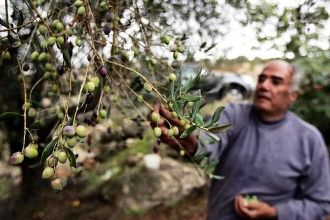 Experience of Olive Oil Tasting Crete , Visit the Knossos Palace - Key points to know before booking
