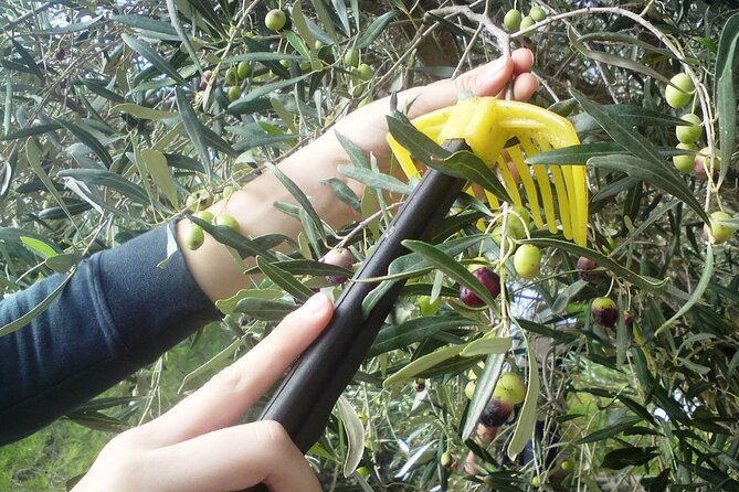 Experience of Olive Oil Tasting Crete , Visit the Knossos Palace - Is $520.92 good value?