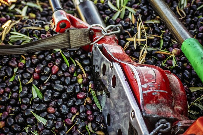 Experience of Olive Oil Tasting Crete , Visit the Knossos Palace - The people behind the service