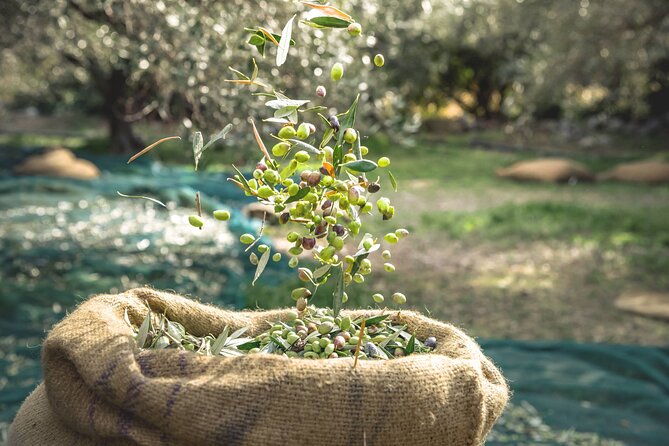 Explore the Secrets of Wine and Olives - A full day in western Crete