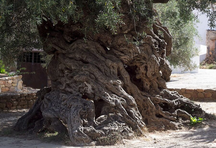 Explore the Secrets of Wine and Olives in Chania - Ano Vouves and the oldest part of the route