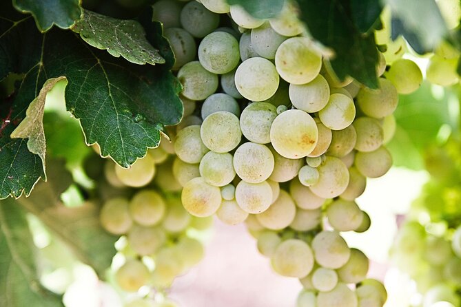 Explore the Secrets of Wine and Olives in Rethymno - Melidoni’s olive mill and the taste of fresh oil