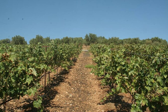Explore the Secrets of Wine and Olives in Rethymno - Lunch at a village tavern