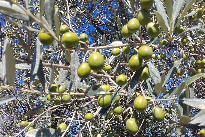 Extra Virgin Olive Oil Experience - Key points to know before booking