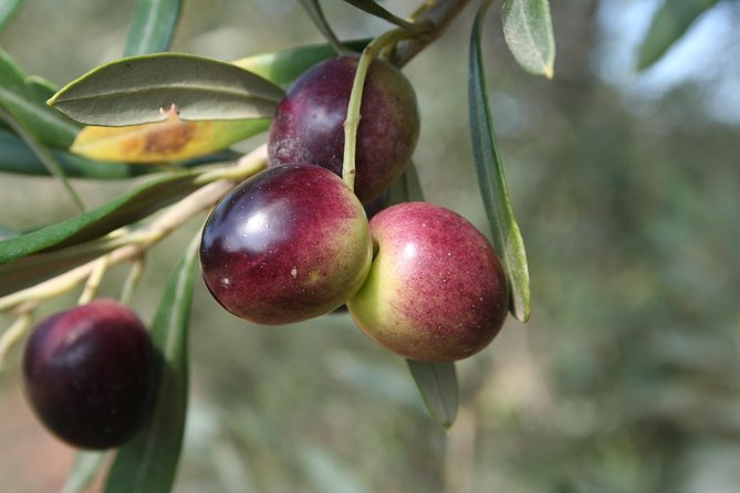 Extra virgin Savoy Tour and olive oil tasting - FASANO - Starting among Puglia’s ancient olive trees
