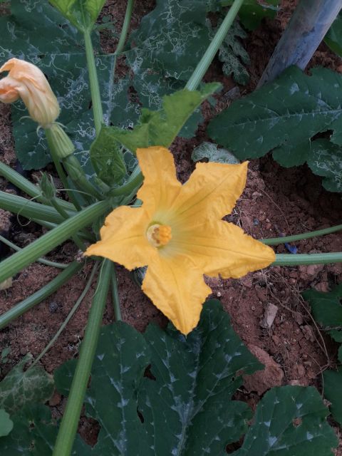 Farm Tour with Cheese-Making, Olive Oil Tasting & Picnic - Key points at a glance