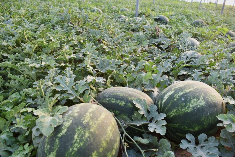 Farm Tour with Cheese-Making, Olive Oil Tasting & Picnic - What the $60 price includes