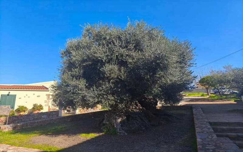 Flavors of Crete from Chania: Wine & Olive Oil Tasting Tour - A Cretan winery and wine museum
